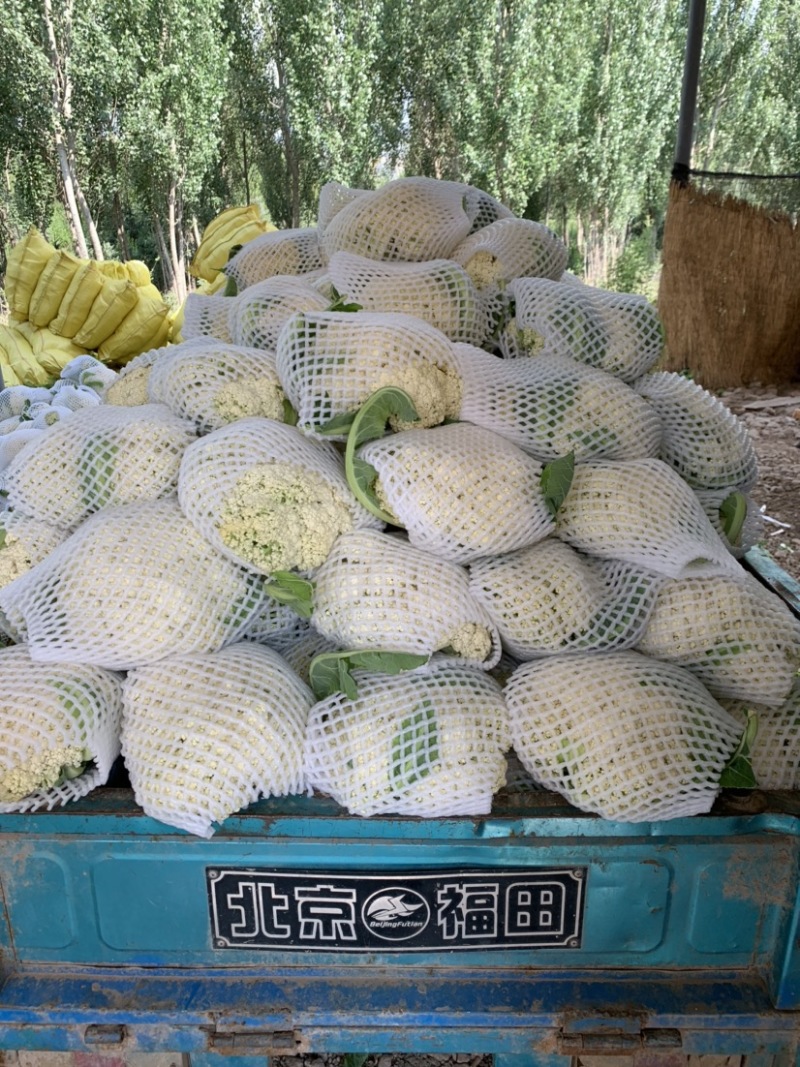 【牛商推荐】定西散花大量上市.质量保证、价格便宜