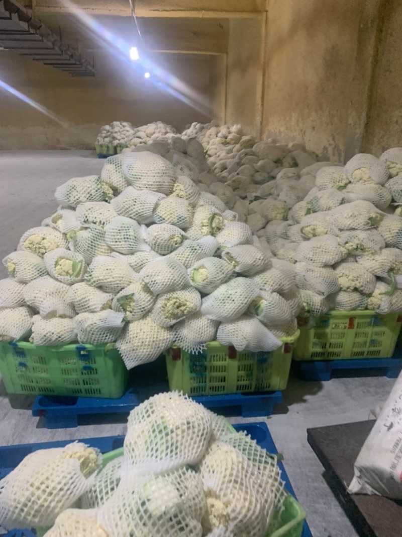 【牛商推荐】定西散花大量上市.质量保证、价格便宜