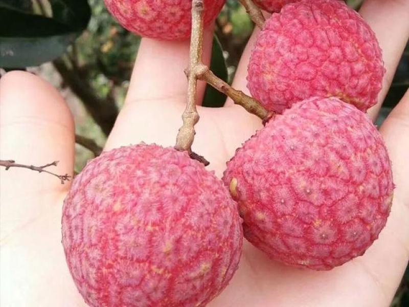 正宗荔枝之乡精品禾荔，好甜汁多，味美，空运到家，确保新鲜