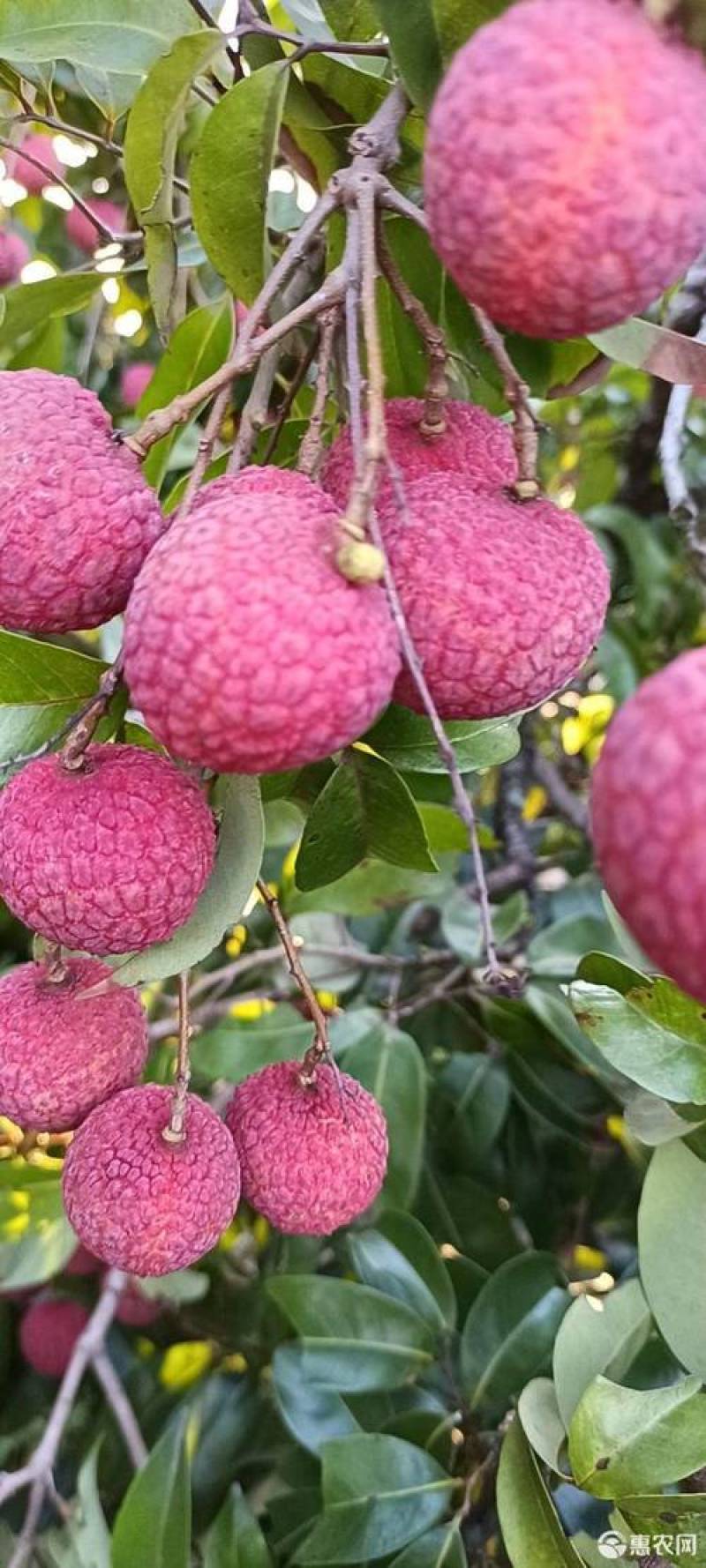 正宗荔枝之乡精品禾荔，好甜汁多，味美，空运到家，确保新鲜