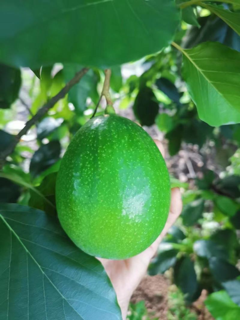 顺丰京东包邮～海南白沙精品牛油果5斤5-7个