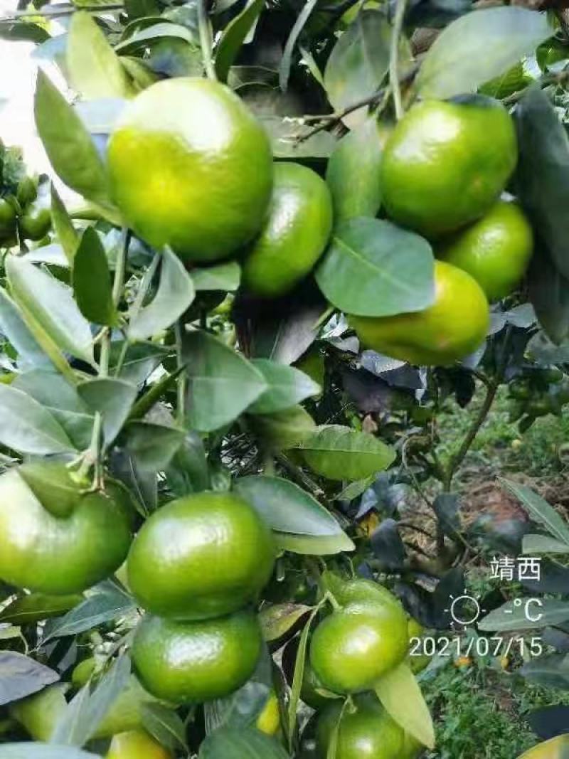 （特早大丰一号）福建南平高山优质特早蜜桔，品质好，口感好