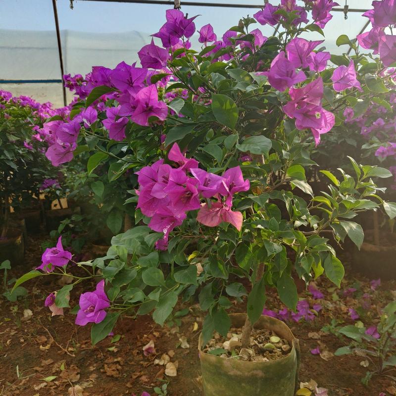 紫花三角梅高80冠60