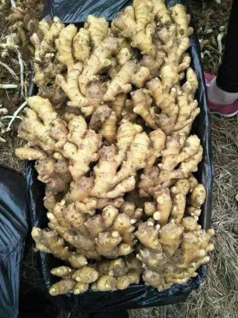 山东小黄姜产地直供(窖藏姜/风干姜/水洗姜)现货批发