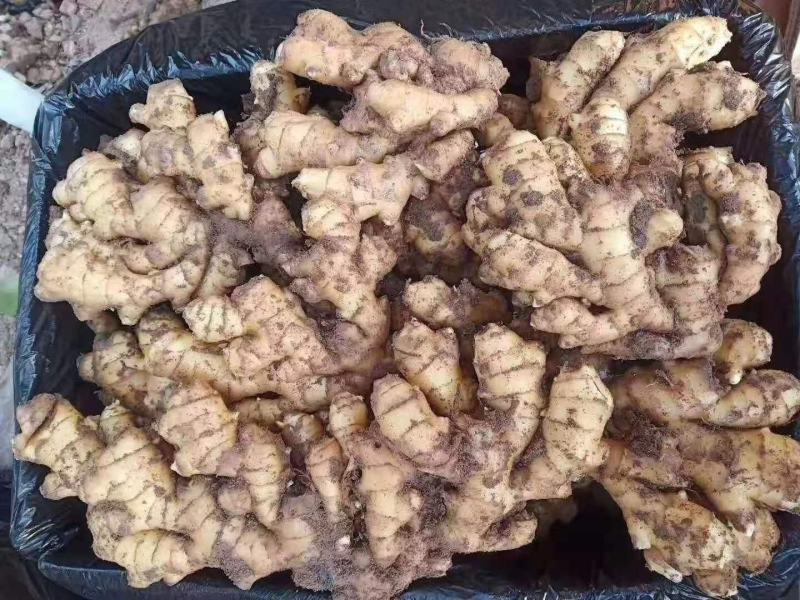 山东小黄姜产地直供(窖藏姜/风干姜/水洗姜)现货批发