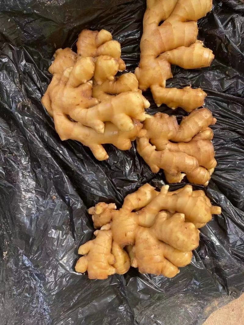 山东小黄姜产地直供(窖藏姜/风干姜/水洗姜)现货批发