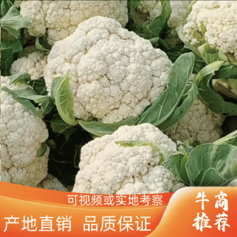 【推荐】定西菜花.有机散花.精品松花菜大量上市、产地直销