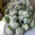 【推荐】定西菜花.有机散花.精品松花菜大量上市、产地直销