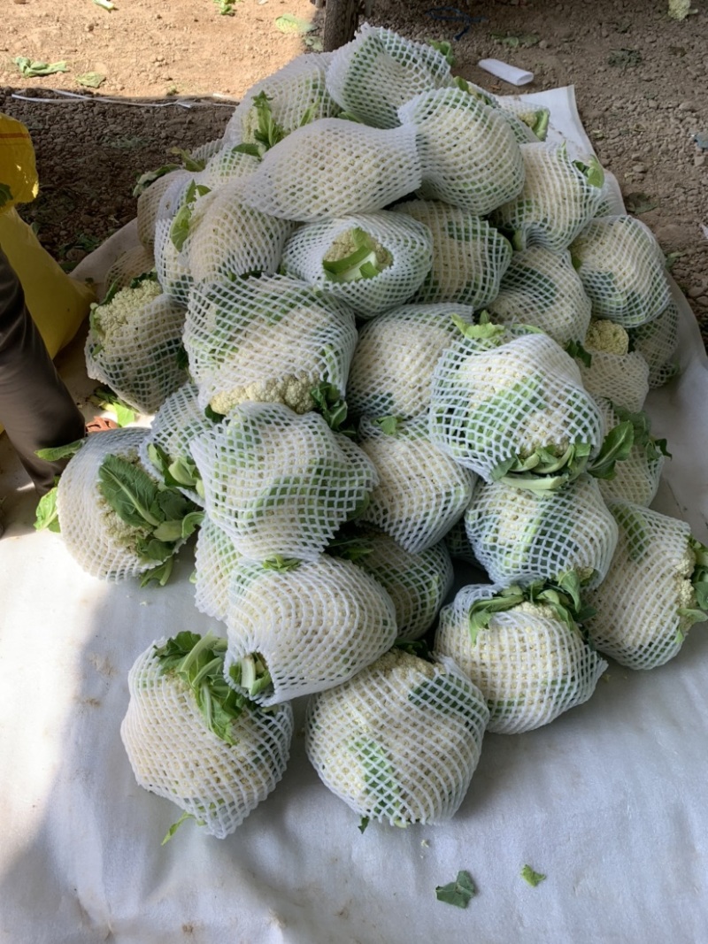 【推荐】定西菜花.有机散花.精品松花菜大量上市、产地直销