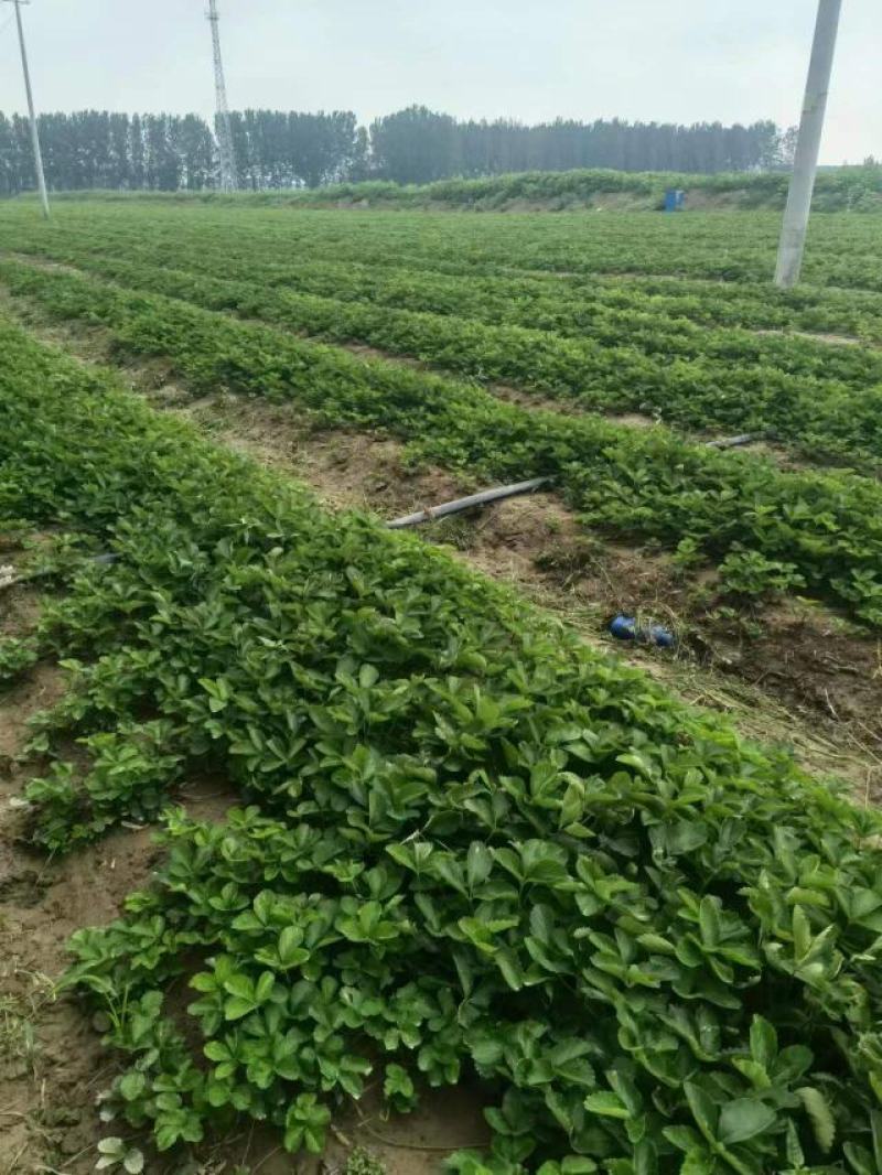 基地推销，优质大叶千亩草莓苗，量大从优，
