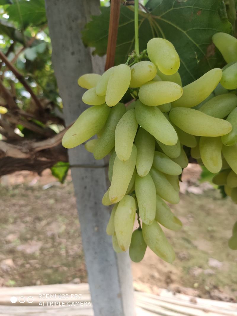 精品金手指