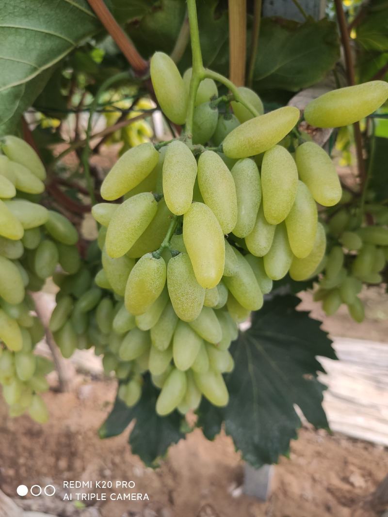 精品金手指