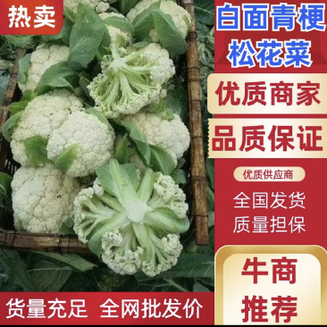 【实力商家】定西万亩精品散花大量上市.正在热卖中