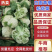 【实力商家】定西万亩精品散花大量上市.正在热卖中