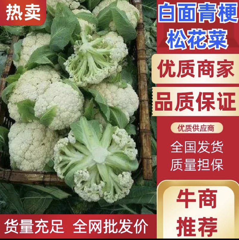 【实力商家】定西万亩精品散花大量上市.正在热卖中