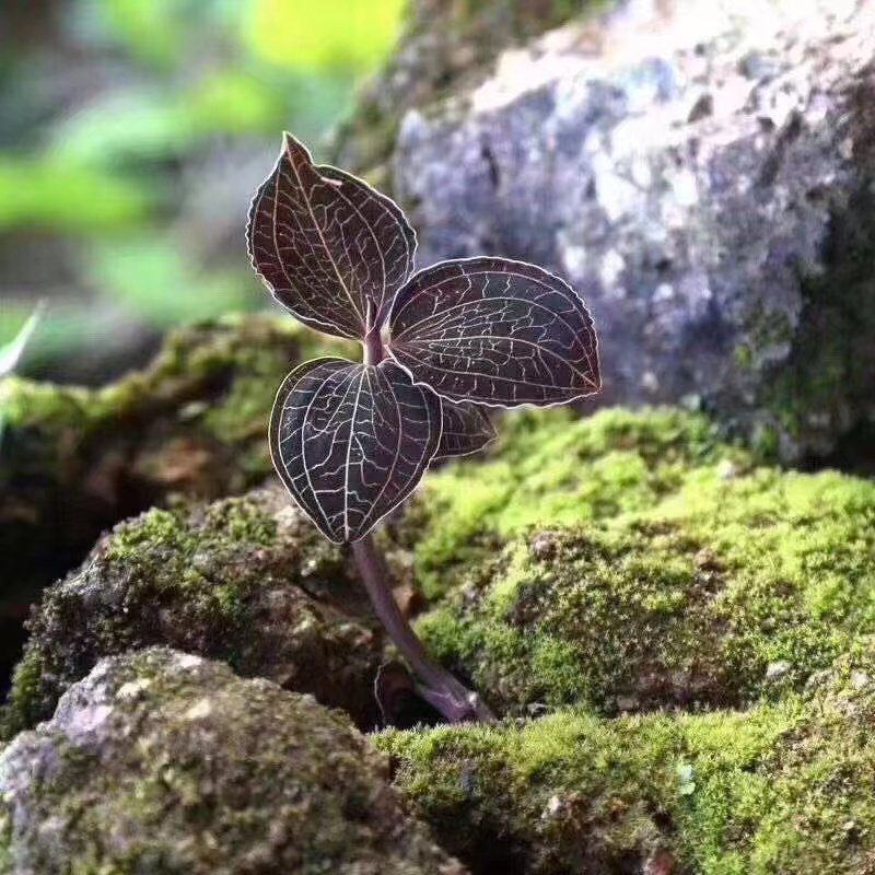 【精选】金线莲，货源充足，精挑细选，品质上乘可视频看货