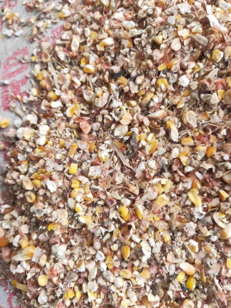 碎玉米脚下厂家直售，用于鸡鸭羊鹅饲料加工