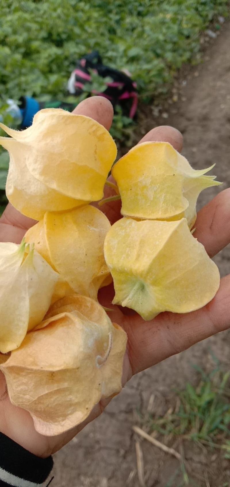 东北甜菇娘，灯笼果，黄菇娘大量上市，菇莺