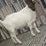 努比亚黑山羊怀孕大母羊3个月羊苗成年种公