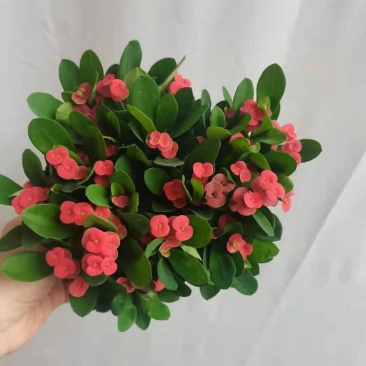 铁海棠盆栽花卉室内盆景绿植四季开花虎刺梅办公阳台花卉开花