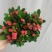 铁海棠盆栽花卉室内盆景绿植四季开花虎刺梅办公阳台花卉开花