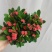 铁海棠盆栽花卉室内盆景绿植四季开花虎刺梅办公阳台花卉开花