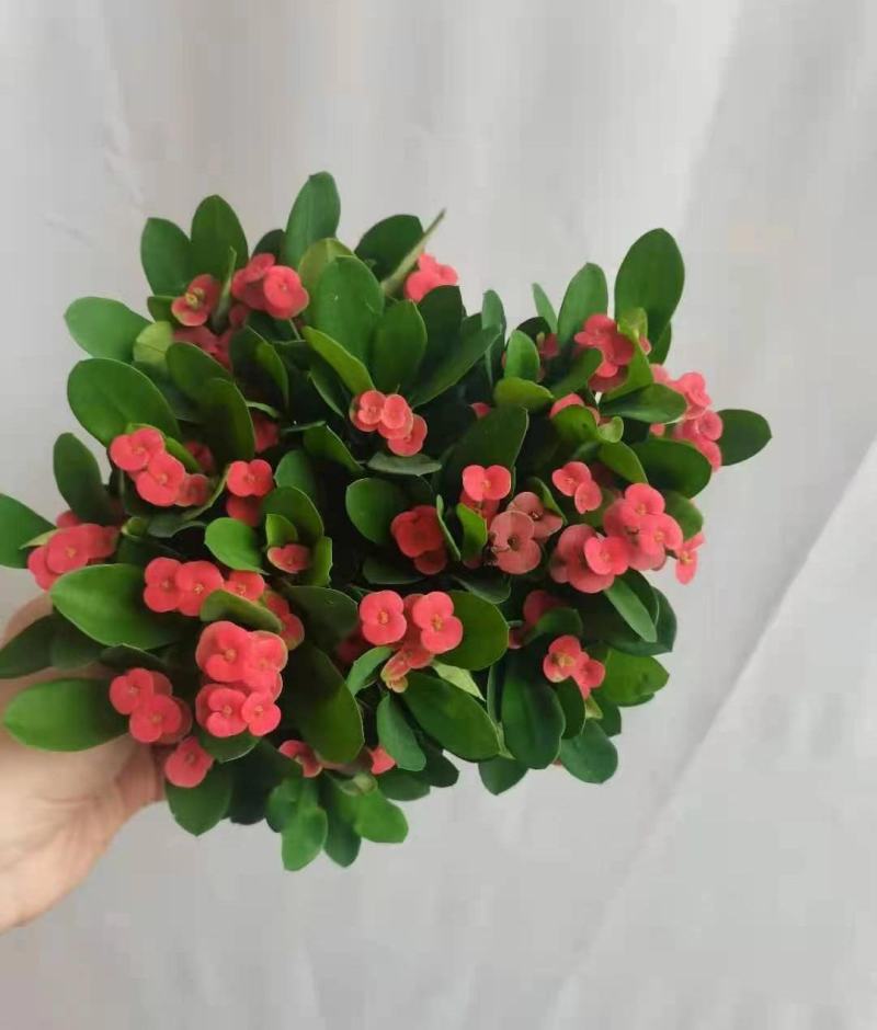 铁海棠盆栽花卉室内盆景绿植四季开花虎刺梅办公阳台花卉开花