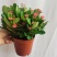 铁海棠盆栽花卉室内盆景绿植四季开花虎刺梅办公阳台花卉开花