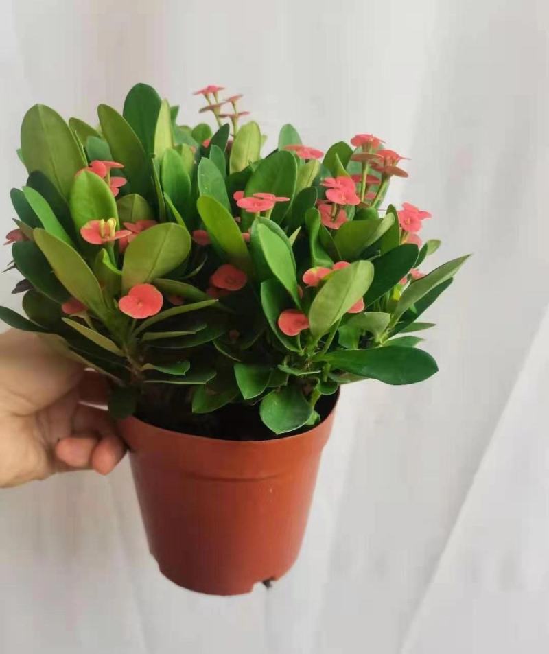 铁海棠盆栽花卉室内盆景绿植四季开花虎刺梅办公阳台花卉开花