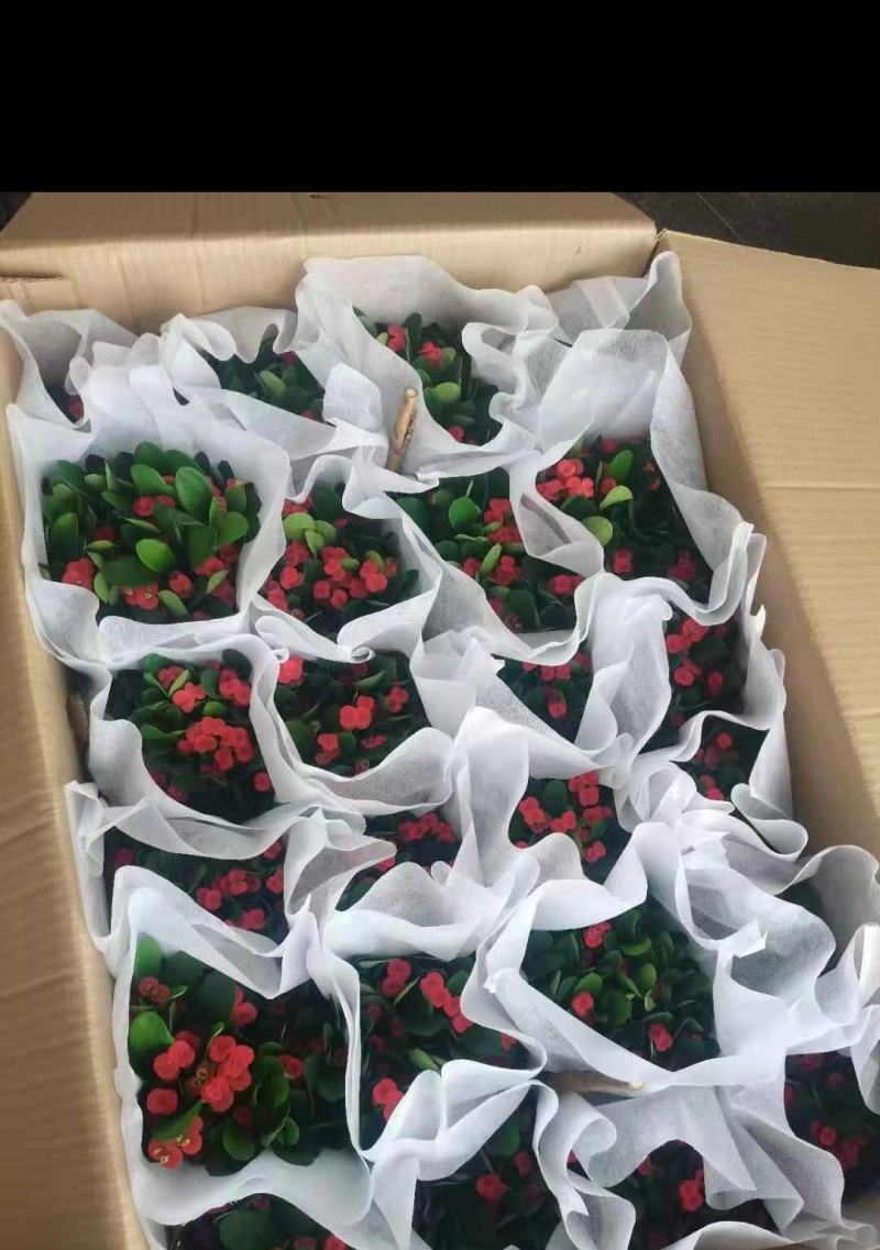铁海棠盆栽花卉室内盆景绿植四季开花虎刺梅办公阳台花卉开花