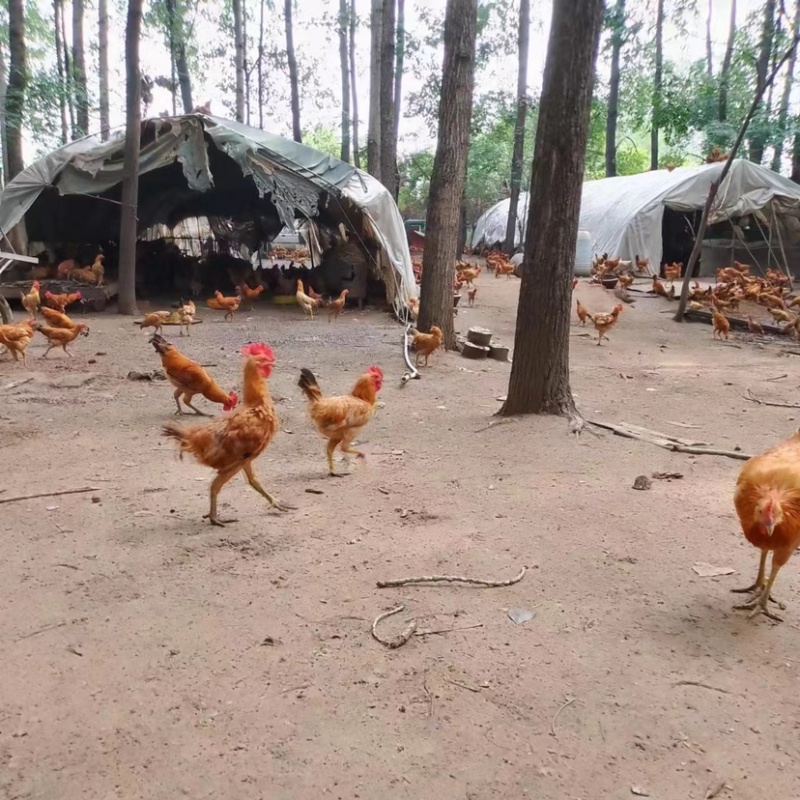 散养土鸡种蛋青脚鸡种蛋受精种蛋鸡蛋种蛋量大优惠