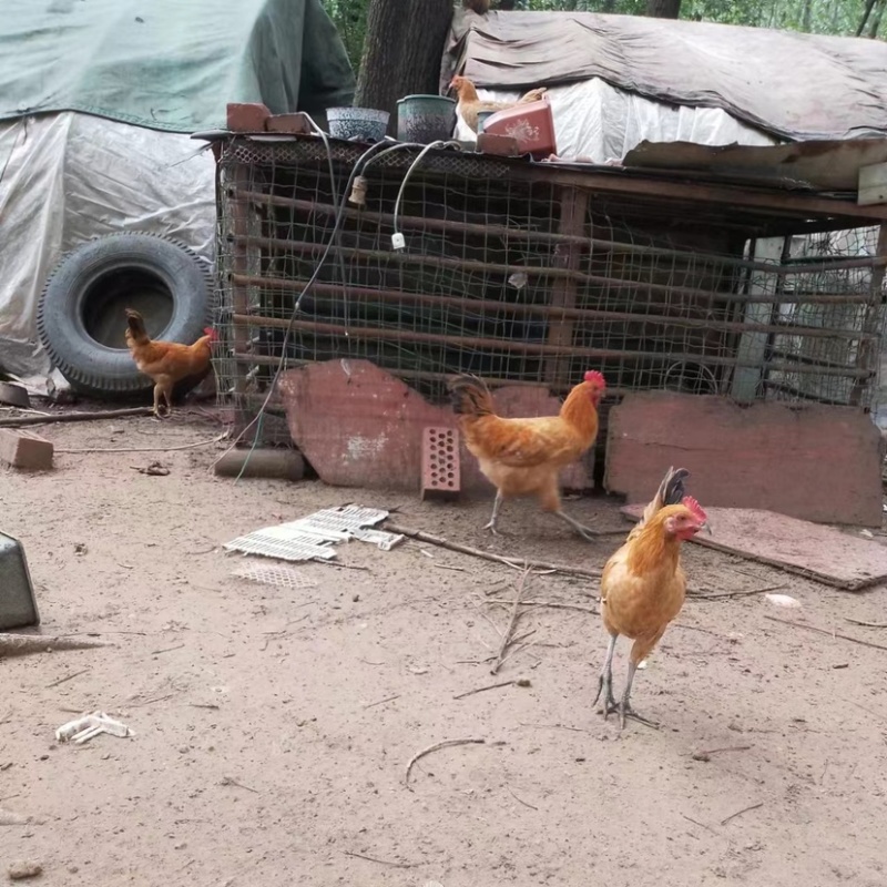 散养土鸡种蛋青脚鸡种蛋受精种蛋鸡蛋种蛋量大优惠