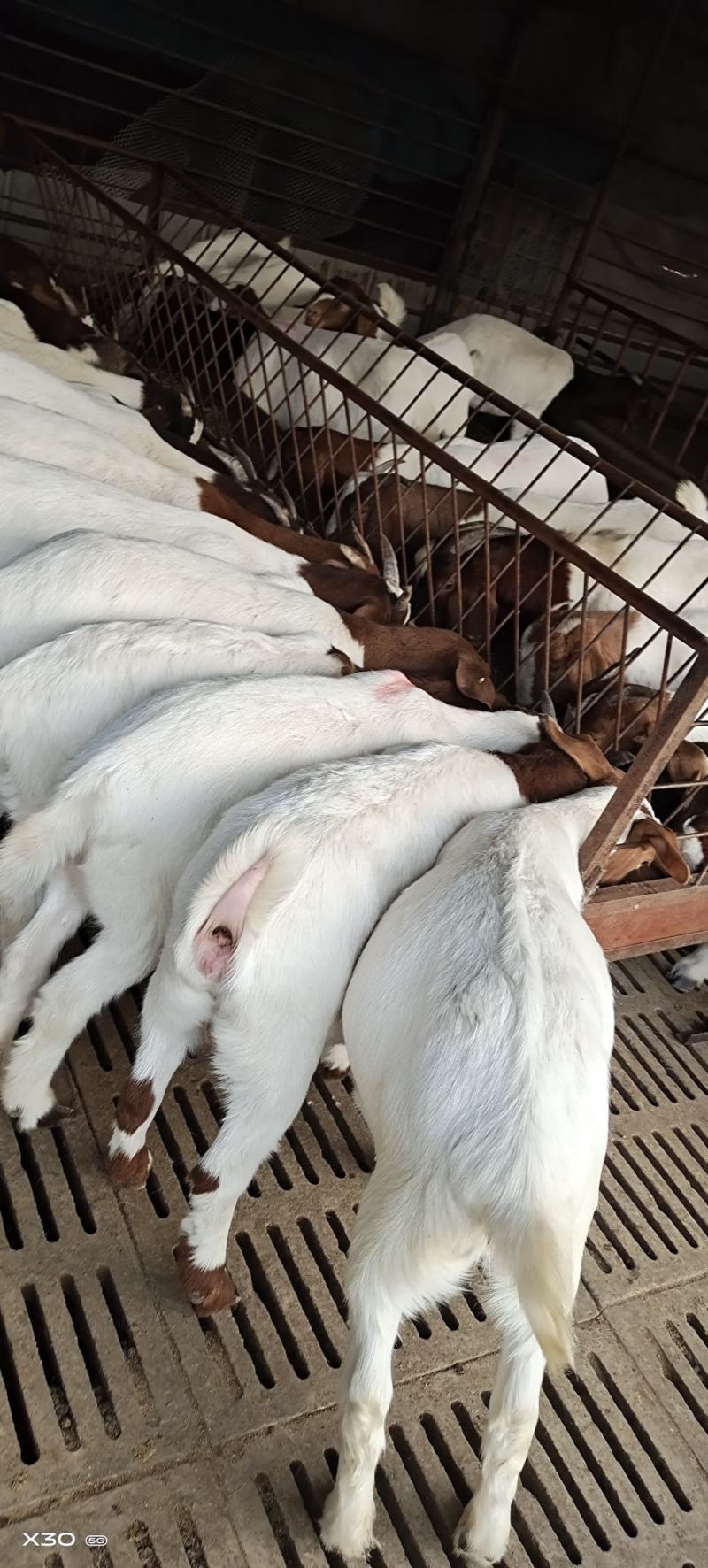 波尔山羊波尔羊苗成年种羊