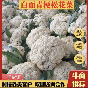 【推荐】定西青梗散花、松花菜大量上市.质量保证、价格优惠