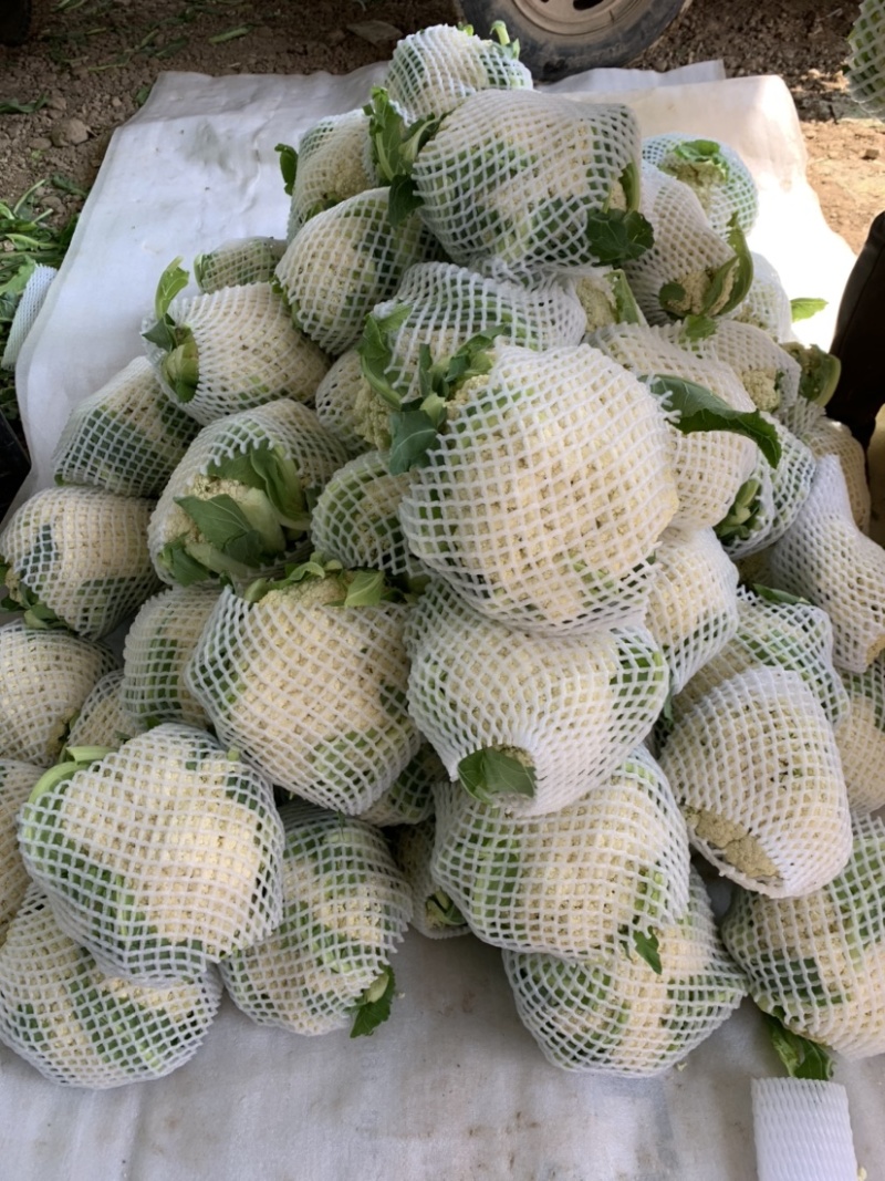 【推荐】定西青梗散花、松花菜大量上市.质量保证、价格优惠
