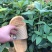 大量供应四季桂袋装小苗