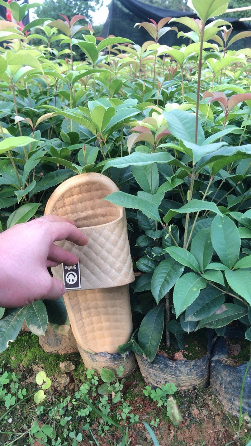 大量供应四季桂袋装小苗