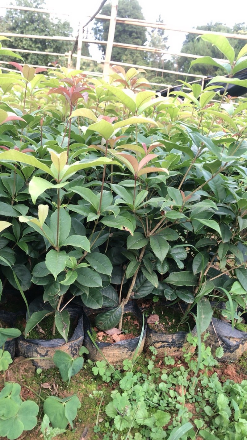 大量供应四季桂袋装小苗