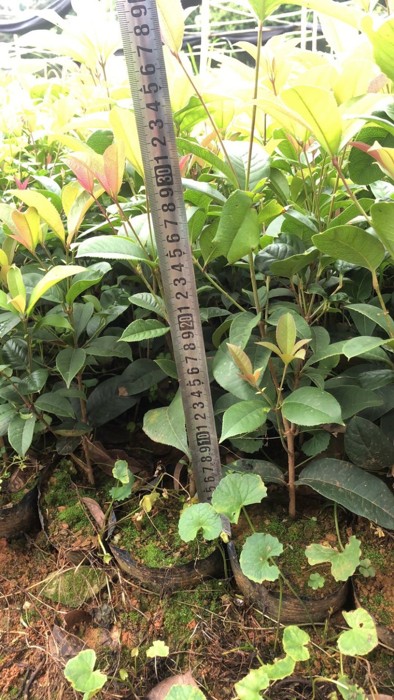 大量供应四季桂袋装小苗