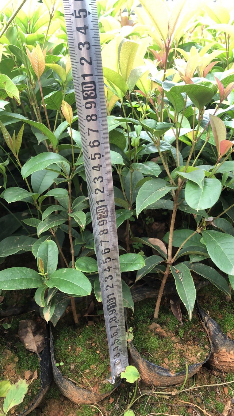 大量供应四季桂袋装小苗