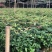 大量供应四季桂袋装小苗