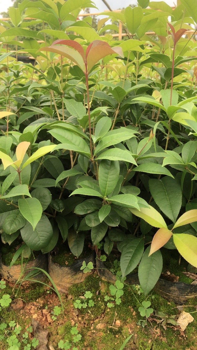 大量供应四季桂袋装小苗