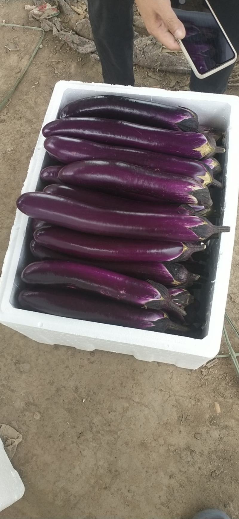 精品紫长茄，广茄，条个好，大量上市中，基保质保，货源充足