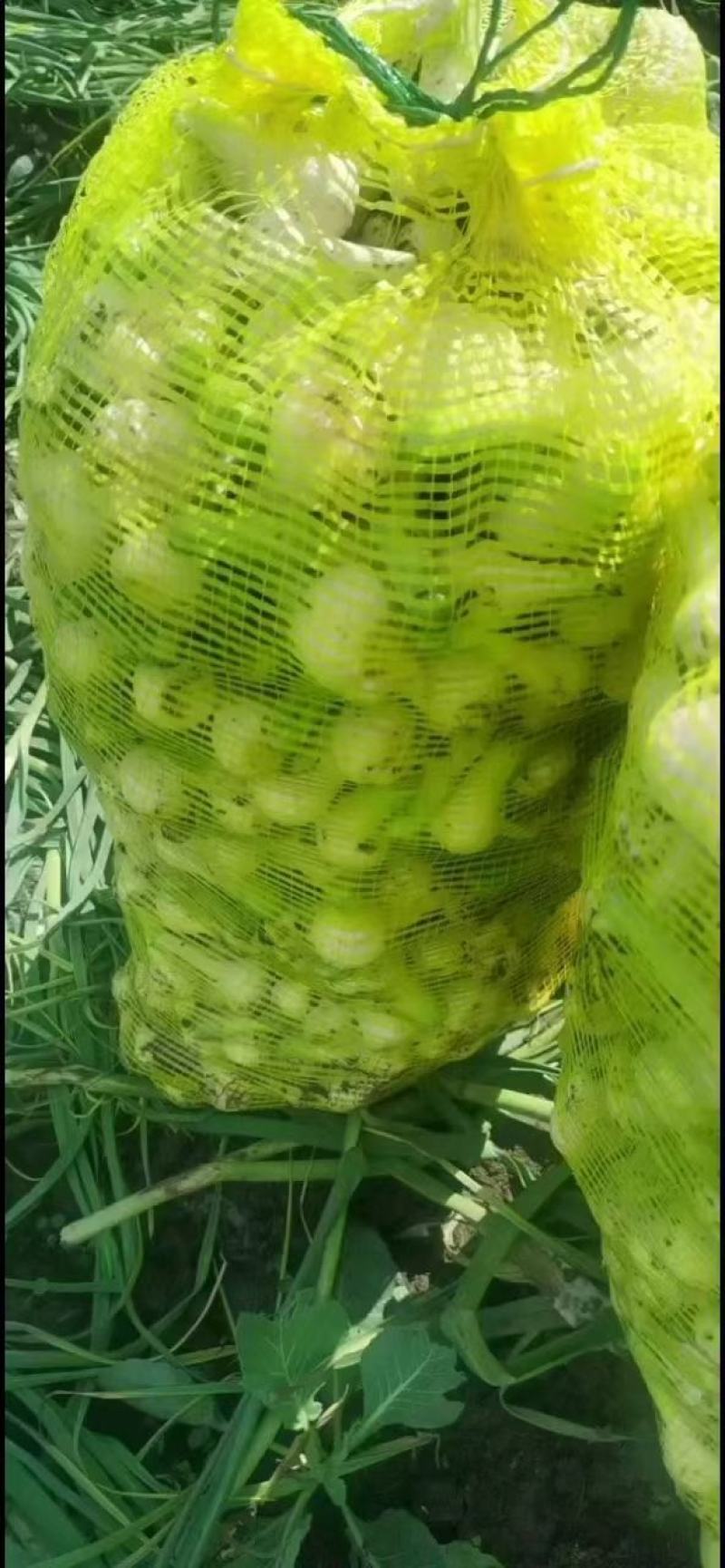 吉林省公主岭市青蒜头大量上市，价格美丽，个头均匀，质量嘎