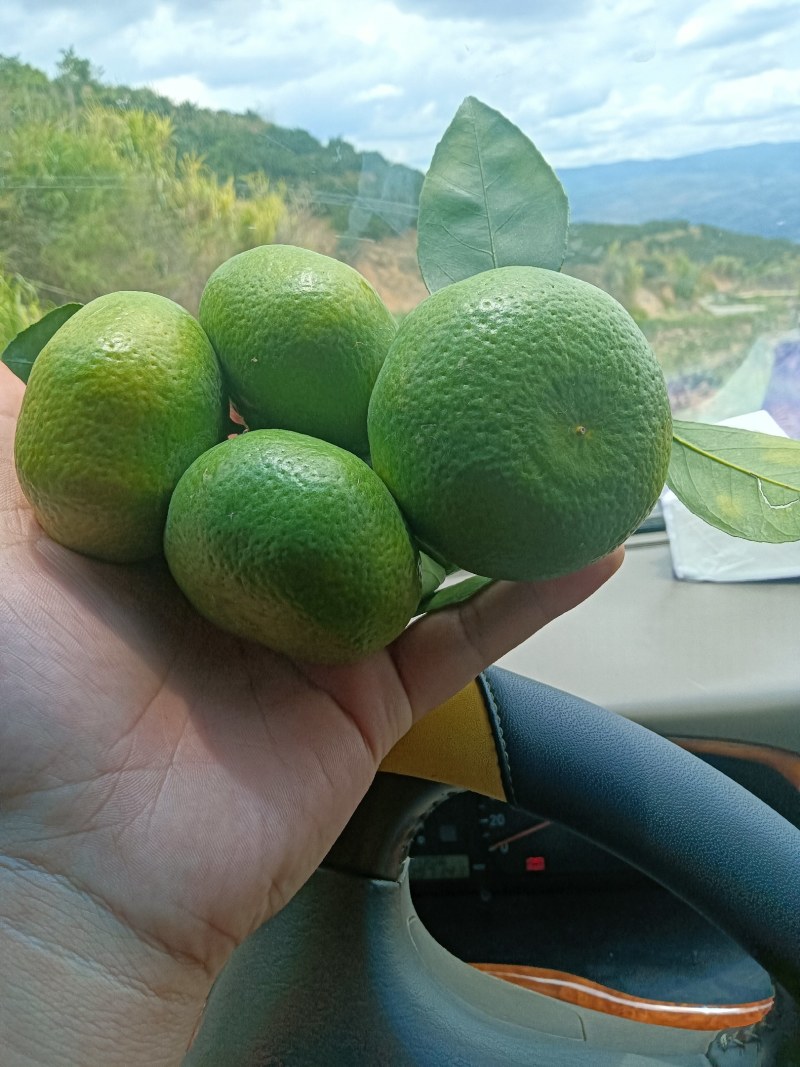 中粗皮特早蜜橘
