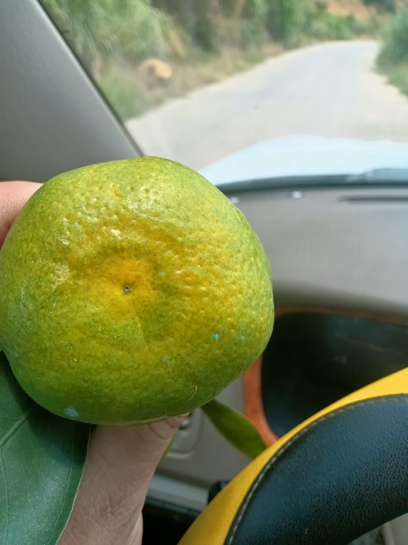 中粗皮特早蜜橘