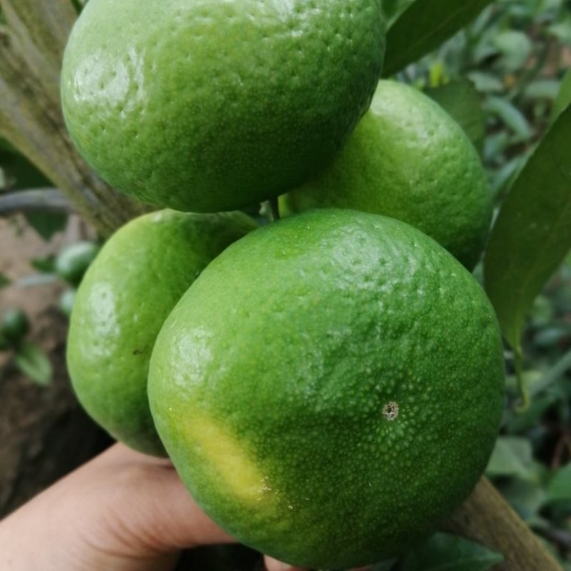 中粗皮特早蜜橘