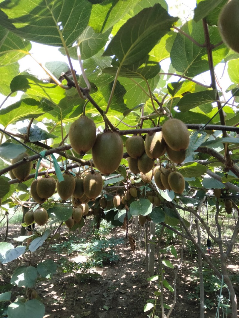 40-80克小果徐香翠香零卖批发的老板欢迎采