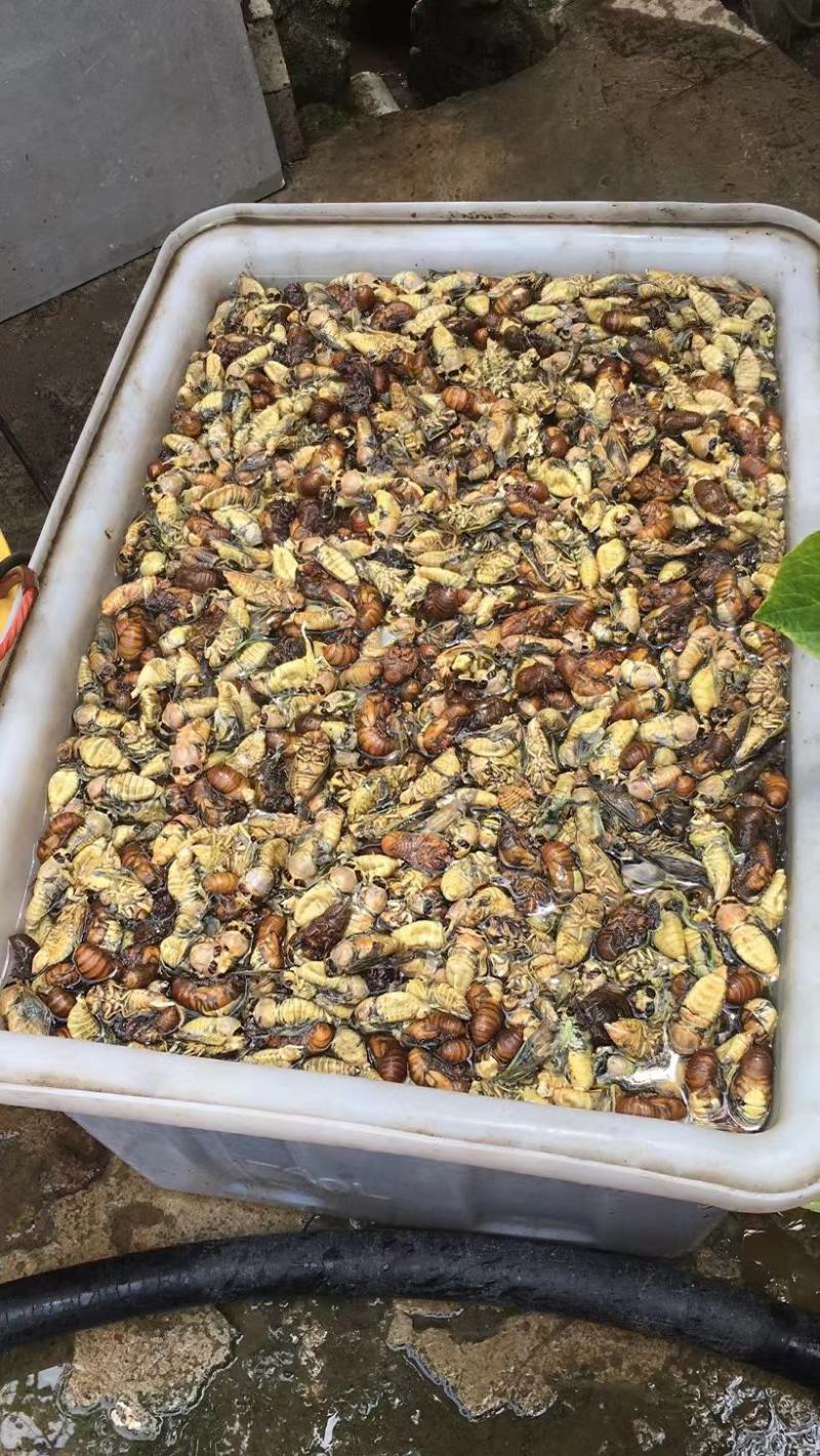 金蝉白蝉