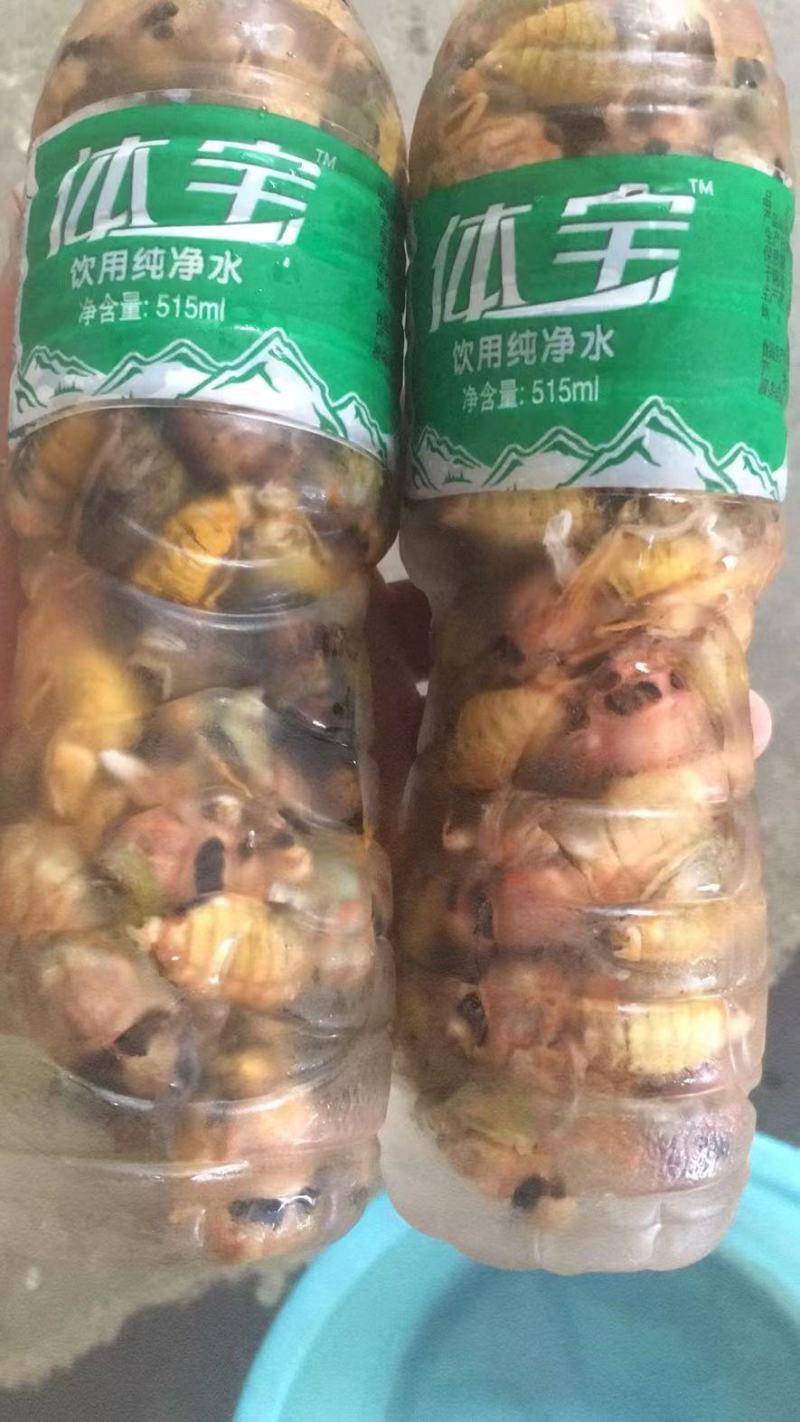 金蝉白蝉